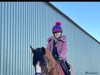 Welsh Section D horses Welsh D X Arab 4 year old - Advert 2