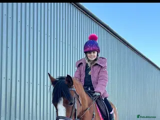 Welsh Section D horses Welsh D X Arab 4 year old - Advert 6