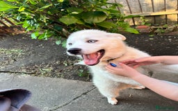 Pomsky dogs for sale: Open to offers. White Pomsky with blue eyes - Image 2