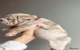 English Bulldog dogs for sale: English Bulldog Puppies  - Image 6