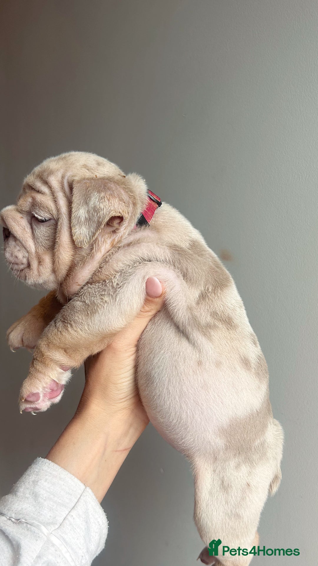 English Bulldog dogs for sale: English Bulldog Puppies  - Image 6