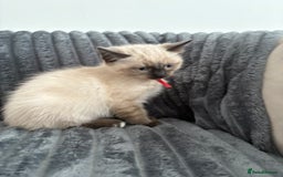 Ragdoll cats for sale: 2 Ragdoll Kittens left 🐾🤍 READY TO LEAVE NOW! - Image 31