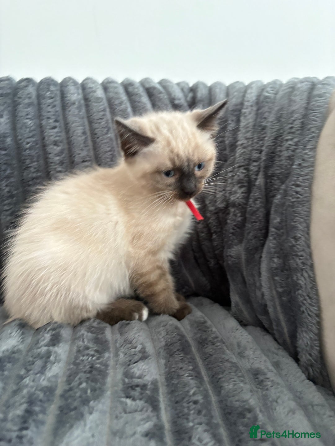 Ragdoll cats for sale: 2 Ragdoll Kittens left 🐾🤍 READY TO LEAVE NOW! - Image 31
