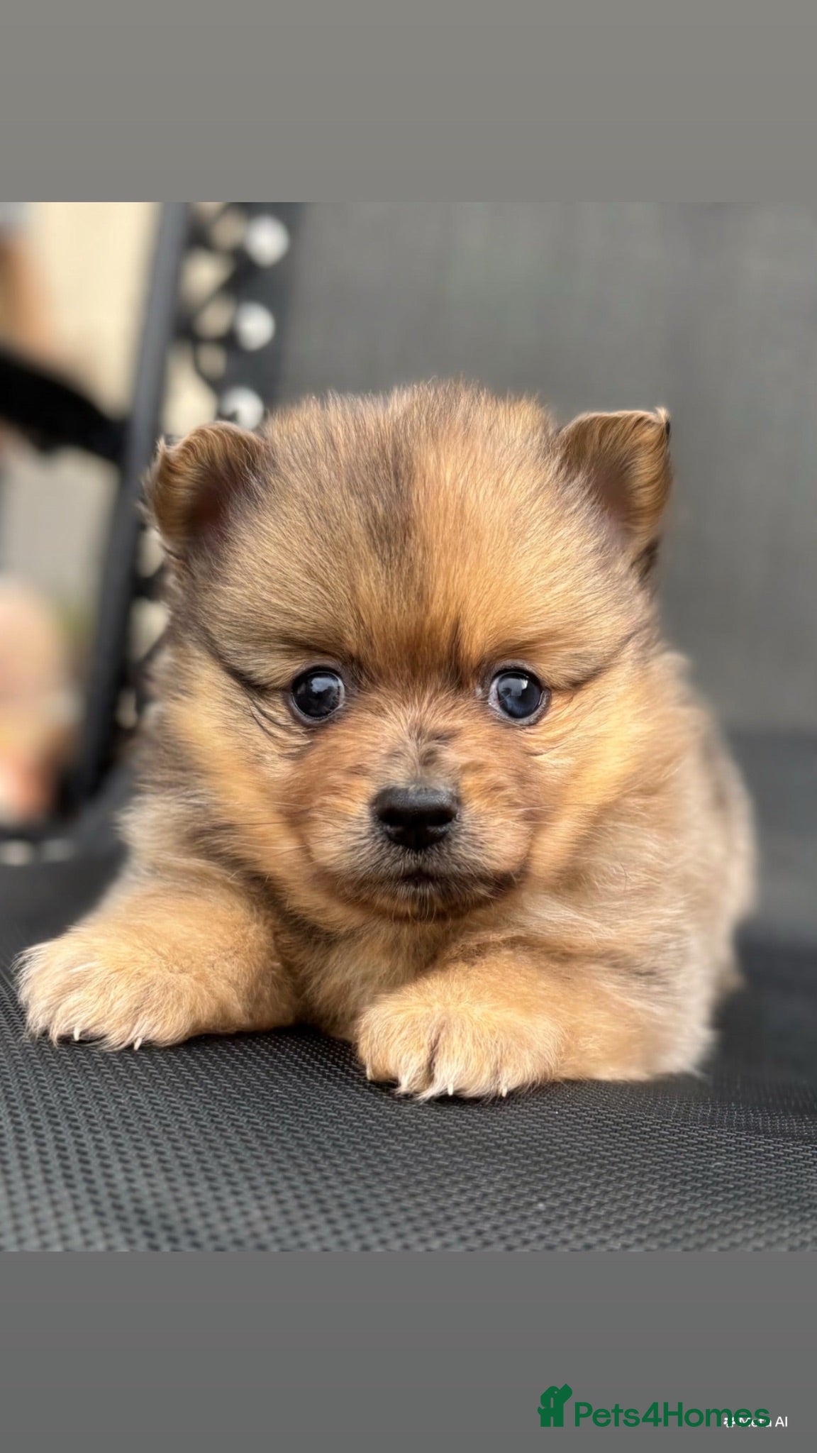 Pomeranian dogs Pomeranian puppies  - Advert 5