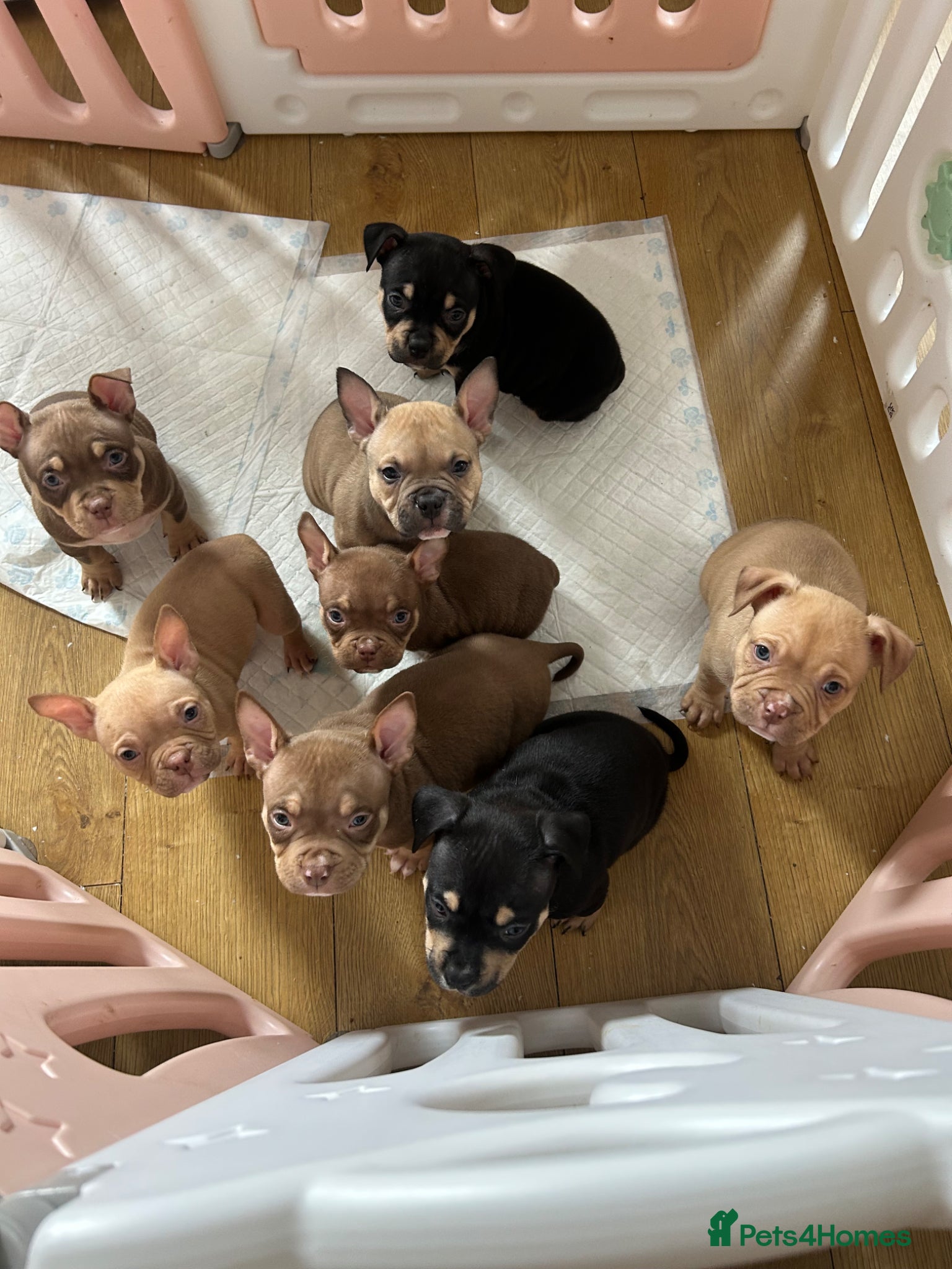 American Bully dogs ABKC Registered pocket bully puppies. Champion🩸🧬 - Advert 8