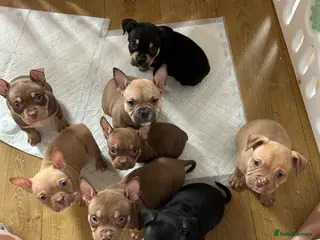 American Bully dogs ABKC Registered pocket bully puppies. Champion🩸🧬 - Advert 8
