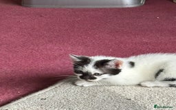 Mixed Breed cats for sale: Ragdoll Cross British Shorthair Kittens - Image 3
