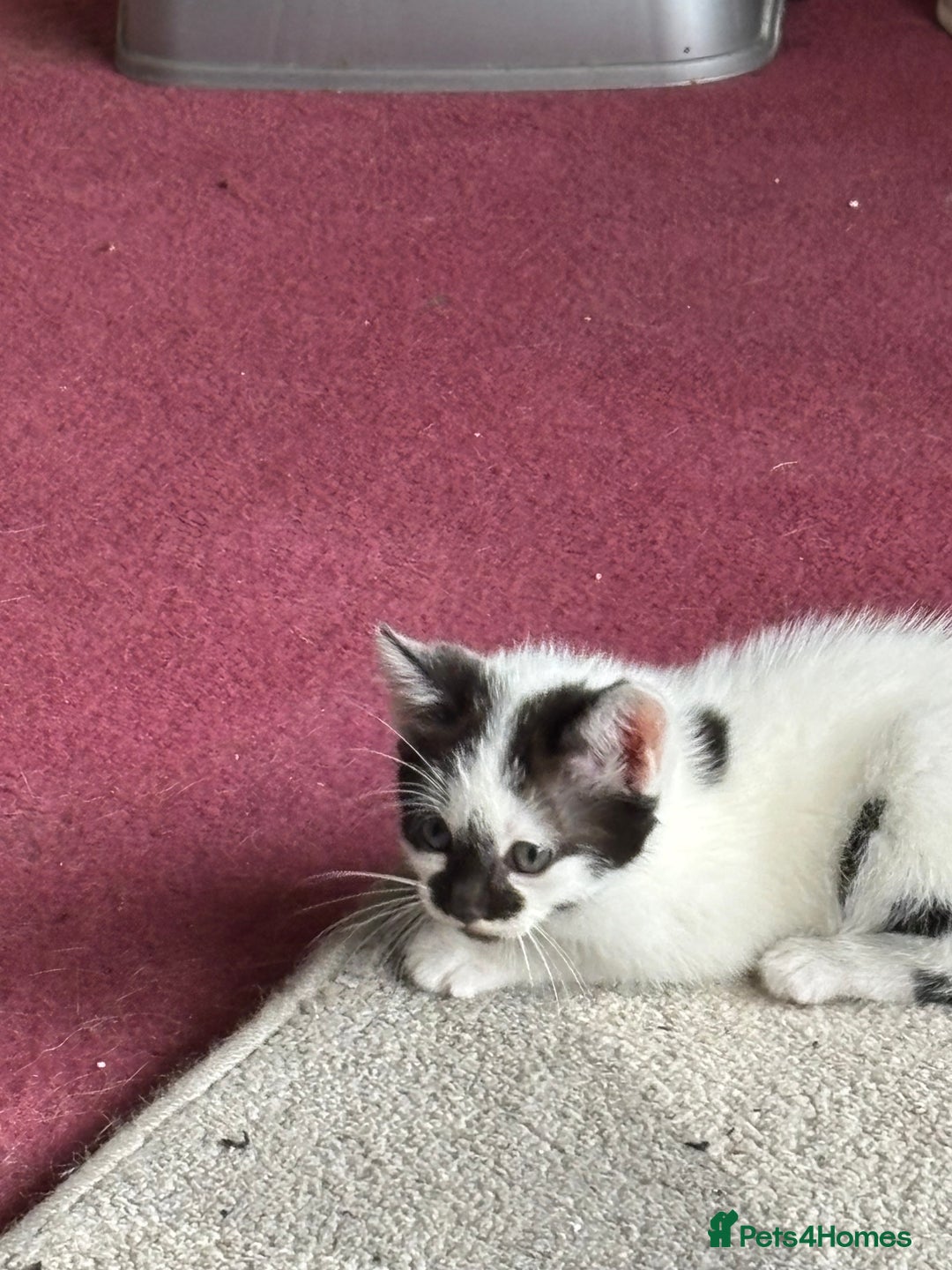 Mixed Breed cats for sale: Ragdoll Cross British Shorthair Kittens - Image 3