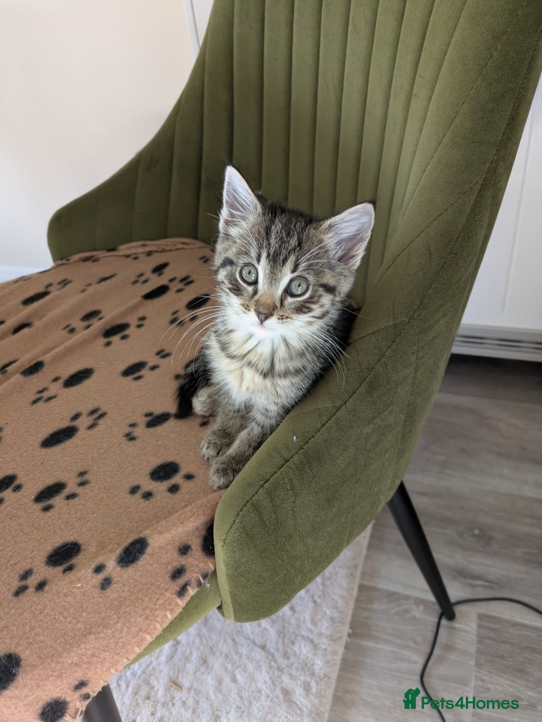 Mixed Breed cats for sale: 4 beautiful kittens ready to be rehome  - Advert 7