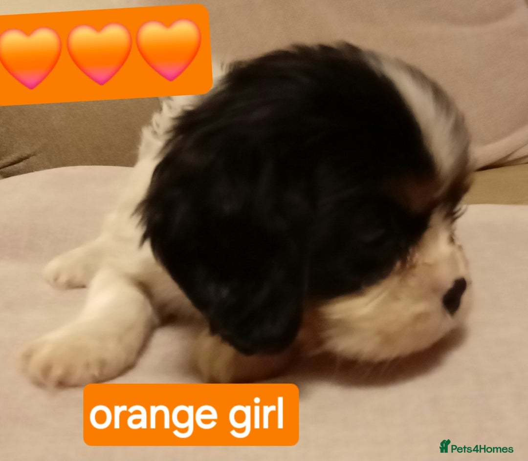 Cavalier King Charles Spaniel dogs for sale: Health tested Cavalier King Charles  - Advert 11