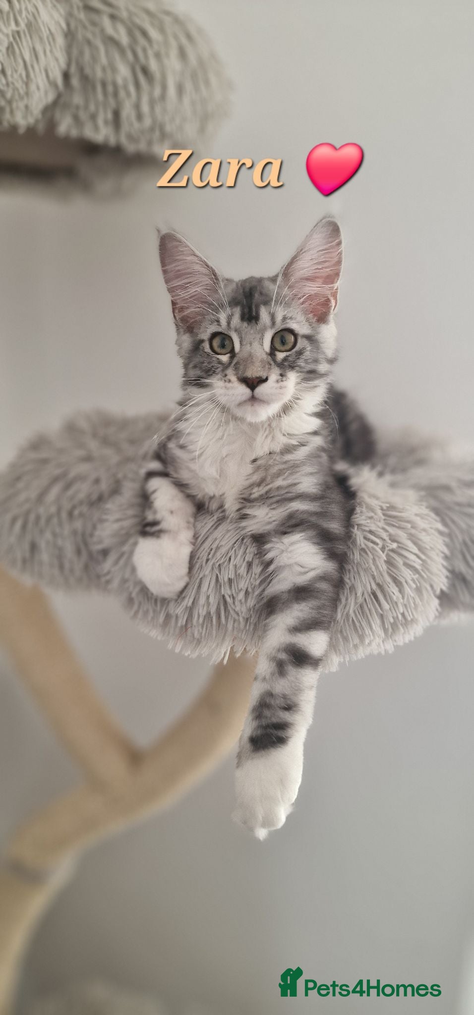 Maine Coon cats Stunning TICA Reg Kittens from Champion Bloodlines - Advert 15