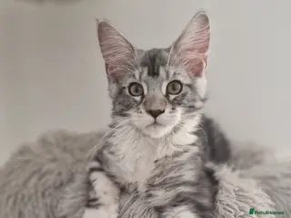 Maine Coon cats Stunning TICA Reg Kittens from Champion Bloodlines - Advert 15
