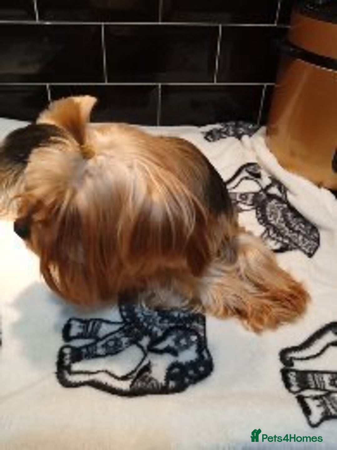 Yorkshire Terrier dogs for sale: Pedigree Yorkshire terriers ready to leave - Image 5