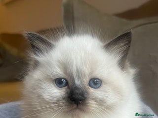 Ragdoll cats 🌟PURE RAGDOLL KITTENS-ready 𝘿𝙚𝙘 17𝙩𝙝 🌟 - Advert 4
