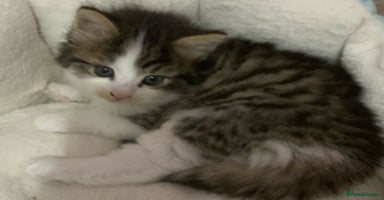 Mixed Breed cats - Advert 3