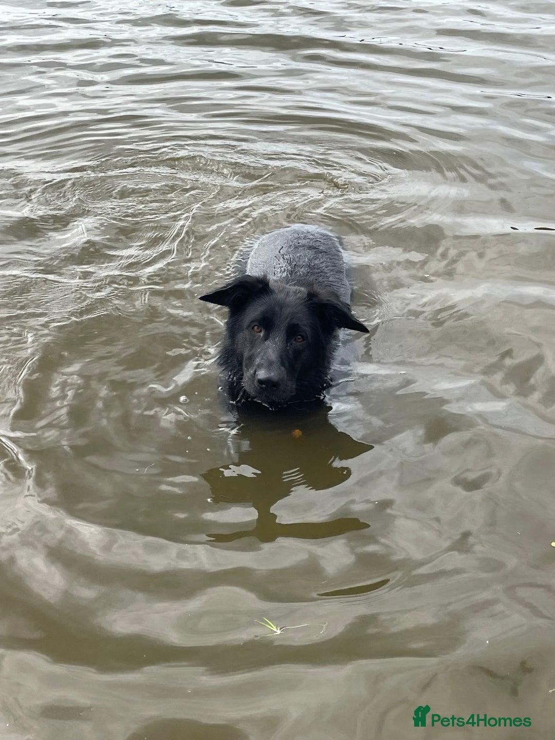 German Shepherd dogs for sale: German Shepherd Female  - Image 4