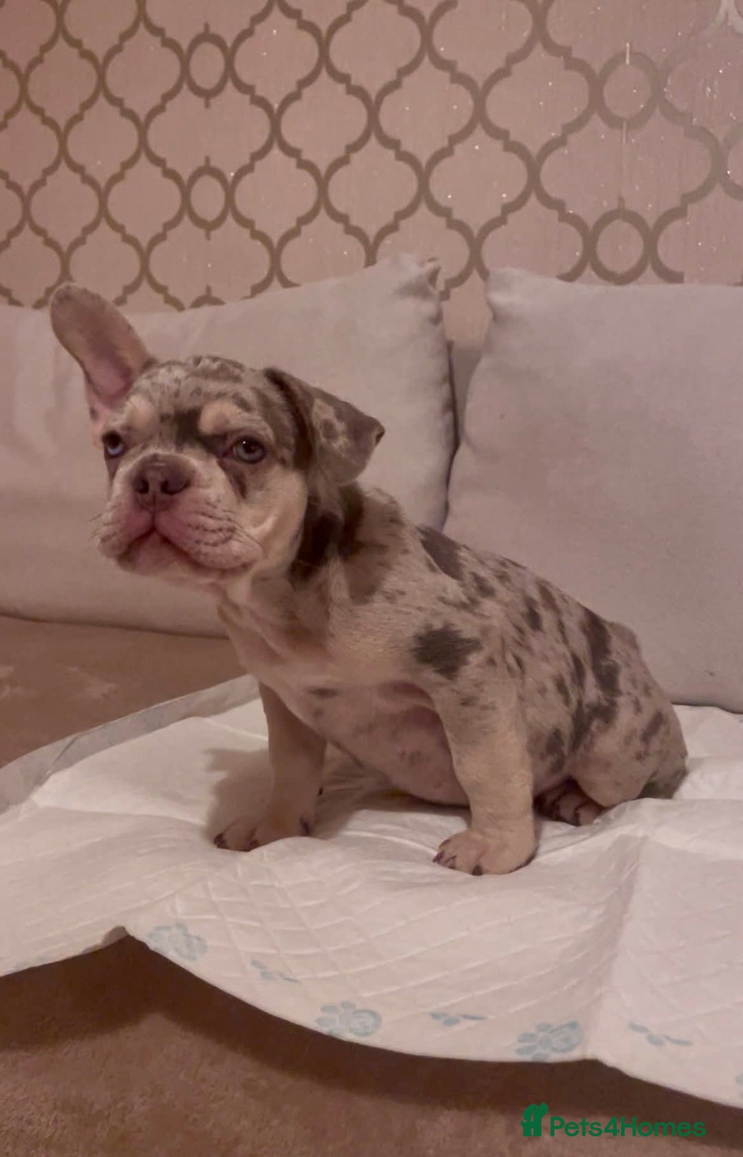 French Bulldog dogs for sale: Frenchie for sale - Advert 4