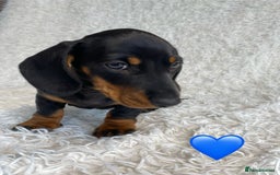 Miniature Dachshund dogs for sale: Miniature duscuhund  - Image 3