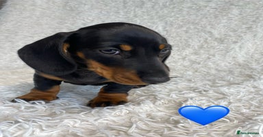 Miniature Dachshund dogs - Advert 6