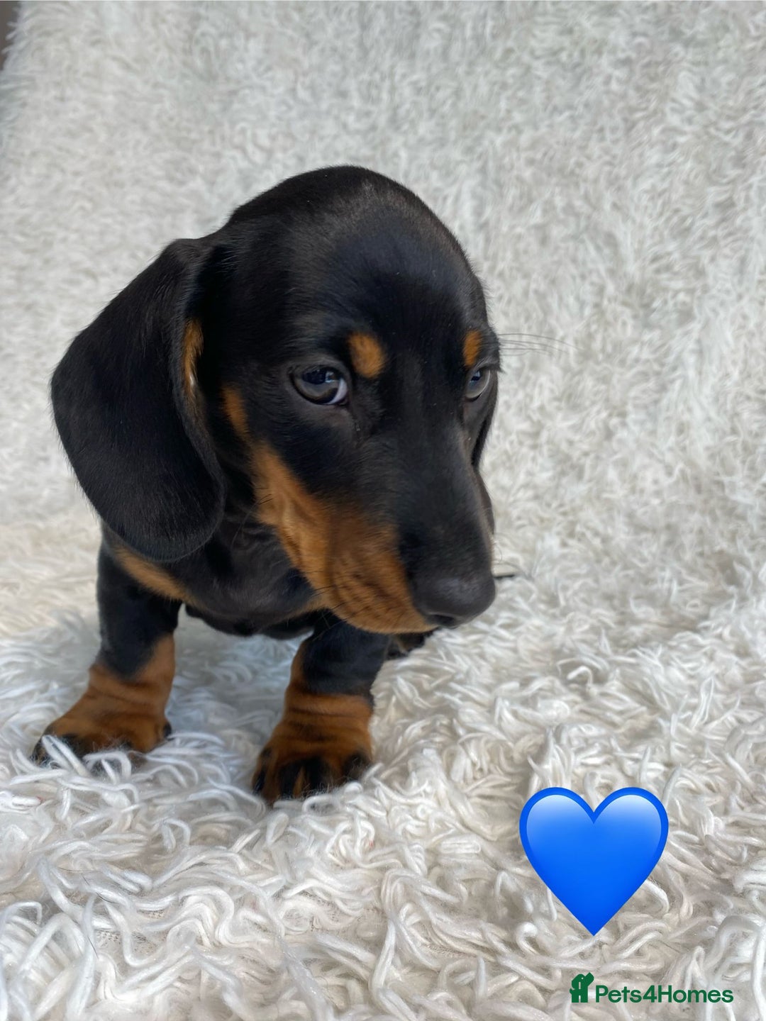 Miniature Dachshund dogs for sale: Miniature duscuhund  - Image 3