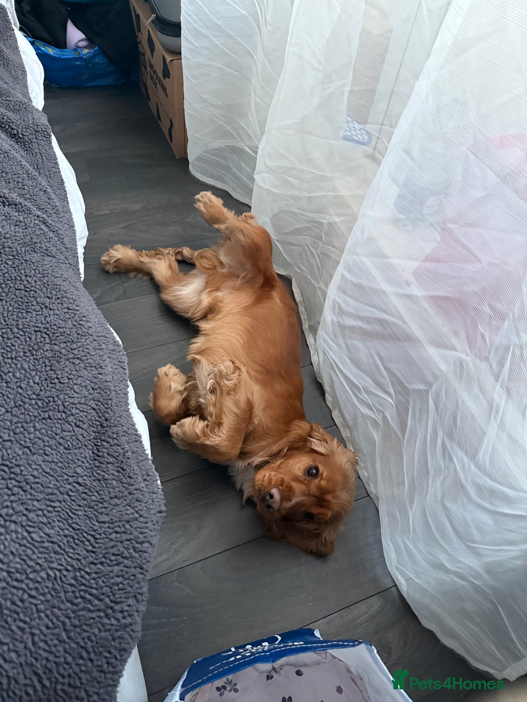 Cocker Spaniel dogs for sale: (Almost) 2 Year Old Cocker Spaniel Boy 🩵 - Advert 11