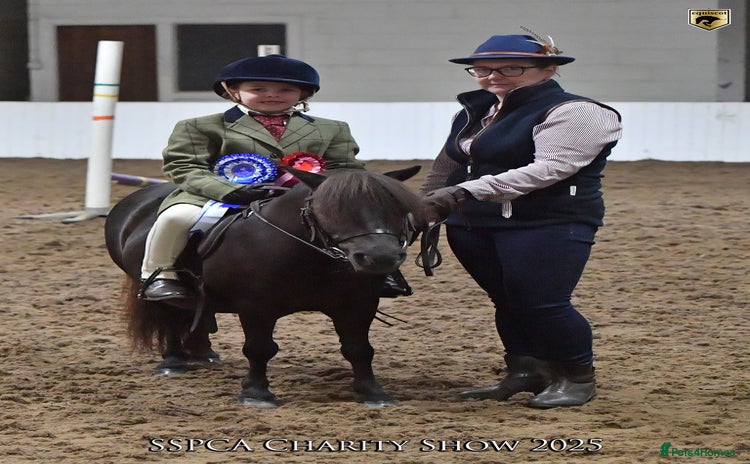 Shetland pony horses Mothers Dream first pony  - Advert 1