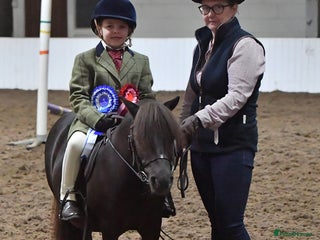 Shetland pony horses Mothers Dream first pony - Advert 12