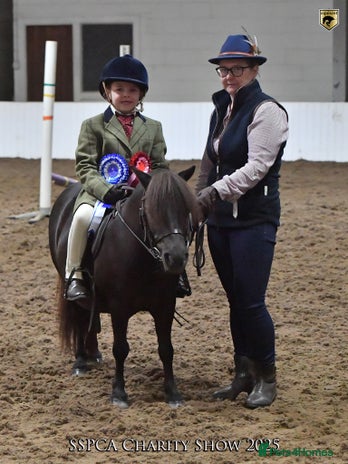 Shetland pony horses Mothers Dream first pony - Advert 1