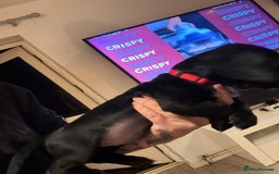 Mixed Breed dogs for sale: Dockers! Beautiful 3 girls left READY NOW  - Advert 14