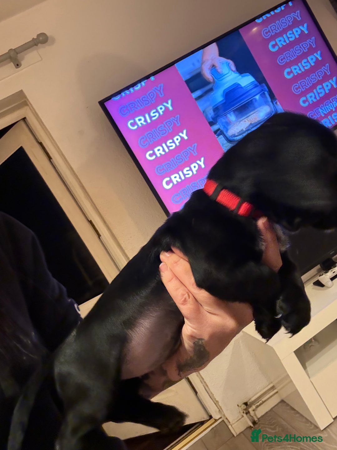 Mixed Breed dogs for sale: Dockers! Beautiful 3 girls left READY NOW  - Advert 14