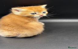 British Shorthair cats for sale: GCCF BSH GOLDEN BLACK TIPPED NY12 KITTENS - Image 14