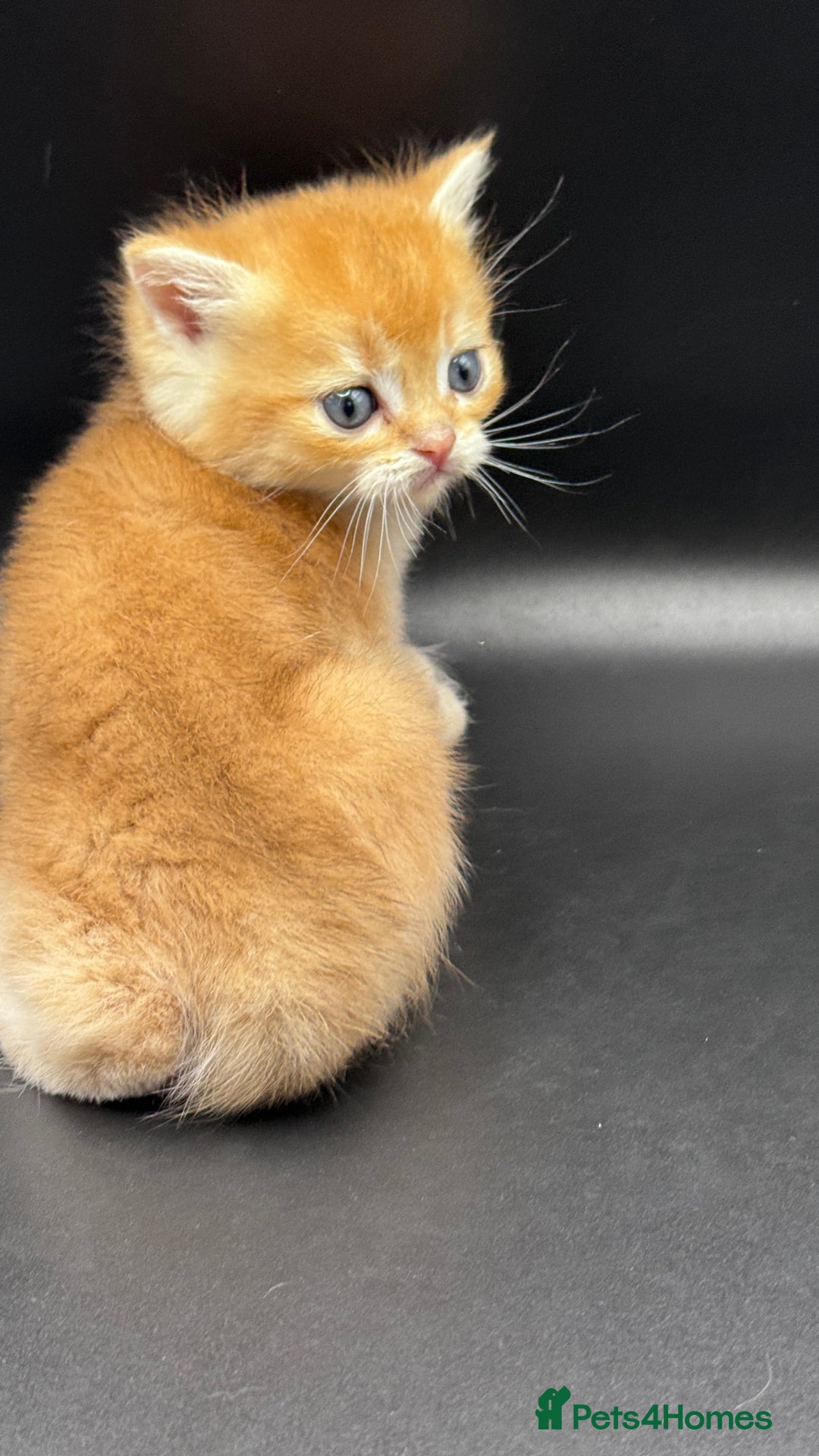 British Shorthair cats for sale: GCCF BSH GOLDEN BLACK TIPPED NY12 KITTENS - Image 14