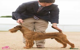 Irish Terrier dogs for sale: Beautiful Champion Lines KC Irish Terrier Puppies - Image 10