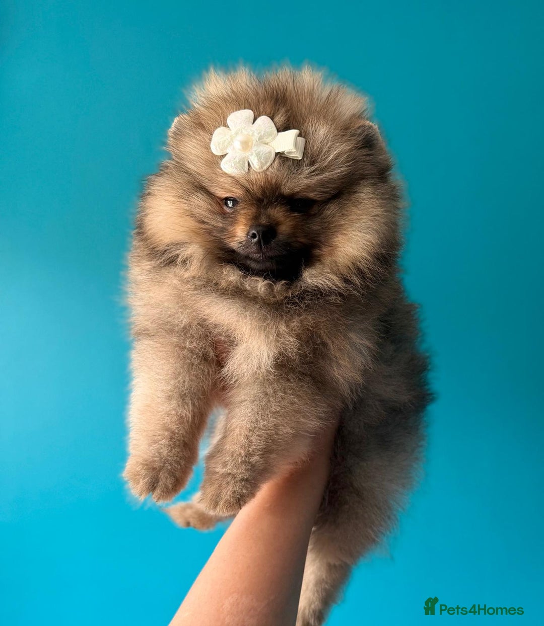 Pomeranian dogs for sale: Luxurious Tiny Pomeranian - 900g/11 weeks old - Image 12