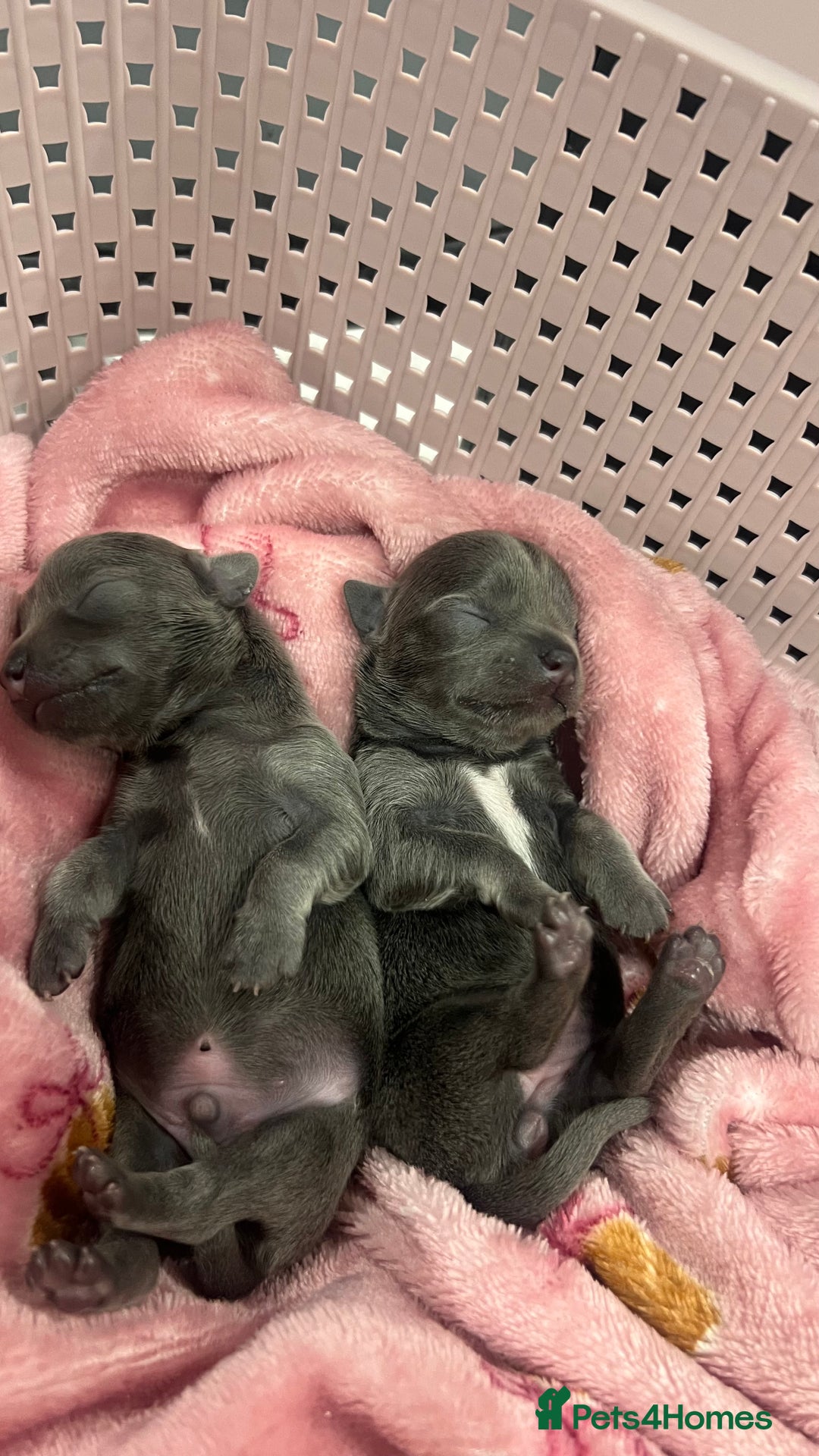 Chihuahua dogs for stud: 1.8kg TikTok star STUD DUTIES ⭐️ - Image 11