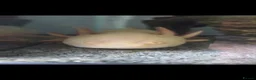 Axolotl reptiles for sale: Axelotl for sale in Liverpool - Advert 5