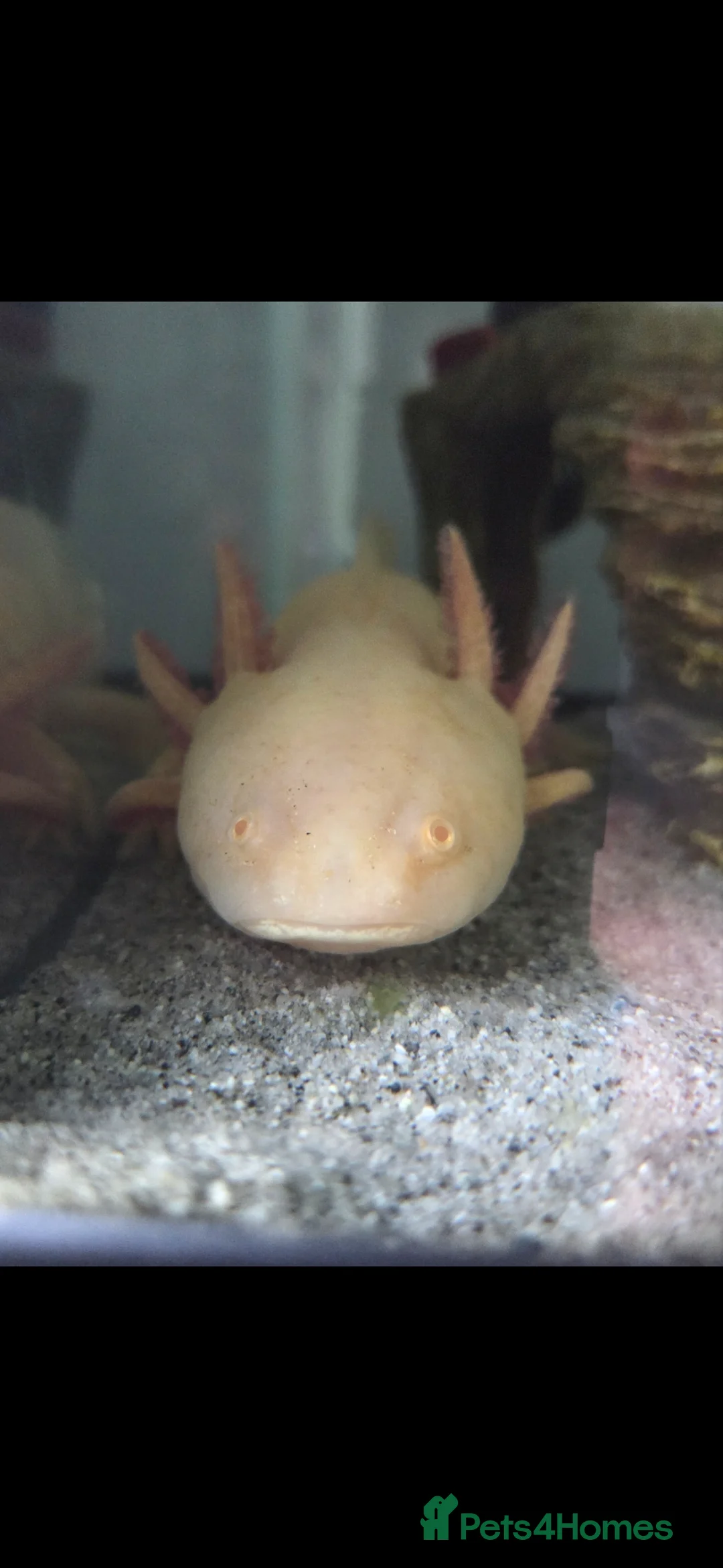 Axolotl reptiles for sale: Axelotl for sale in Liverpool - Advert 5