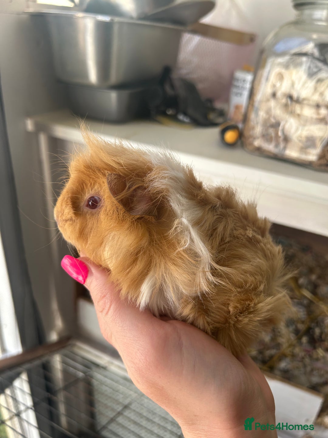 Guinea Pig rodents for sale: Male baby guineapigs  in Shefford - Image 4