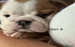 English Bulldog dogs for sale: KC Reg Traditional English Bulldog puppies - Image 18