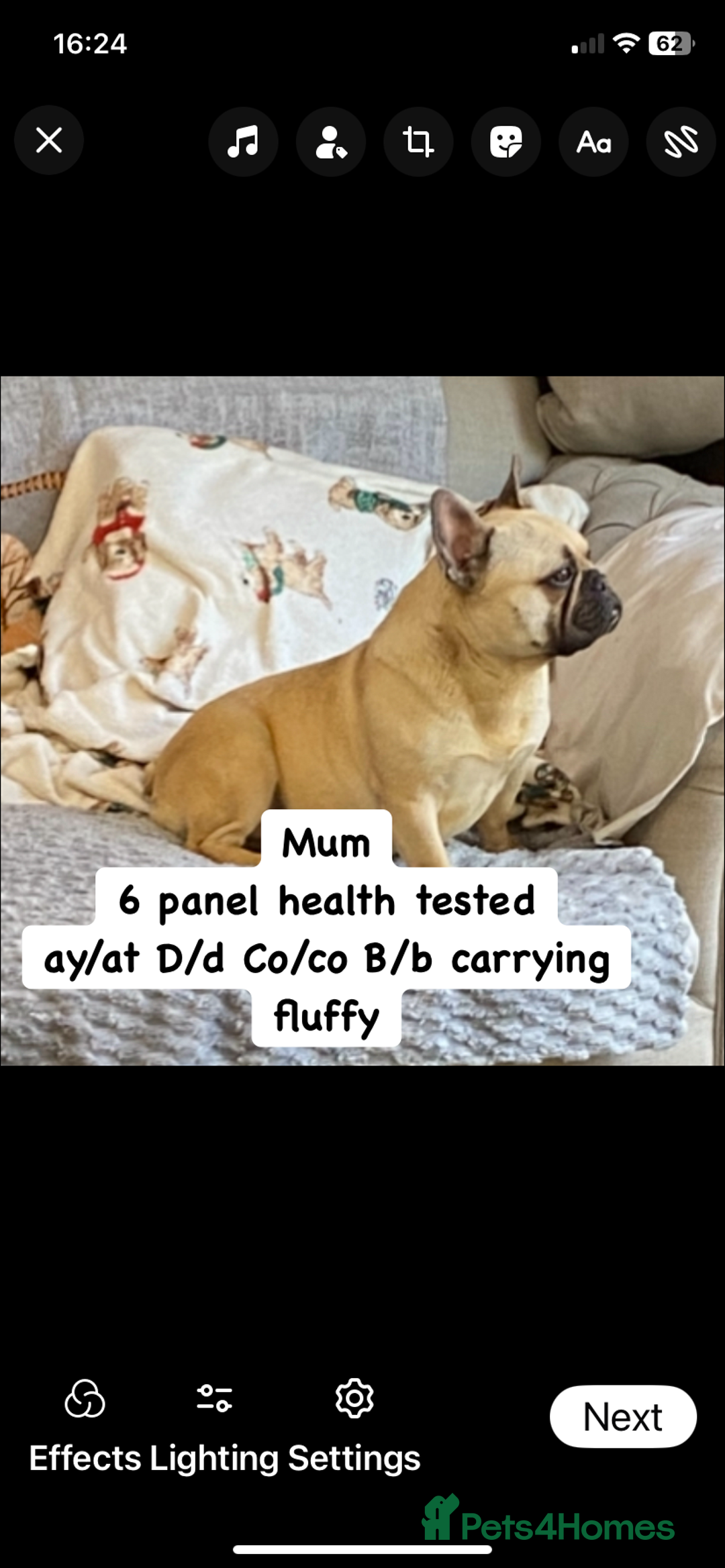 French Bulldog dogs for sale: Quality health tested/KC fluffy French bulldogs - Image 15