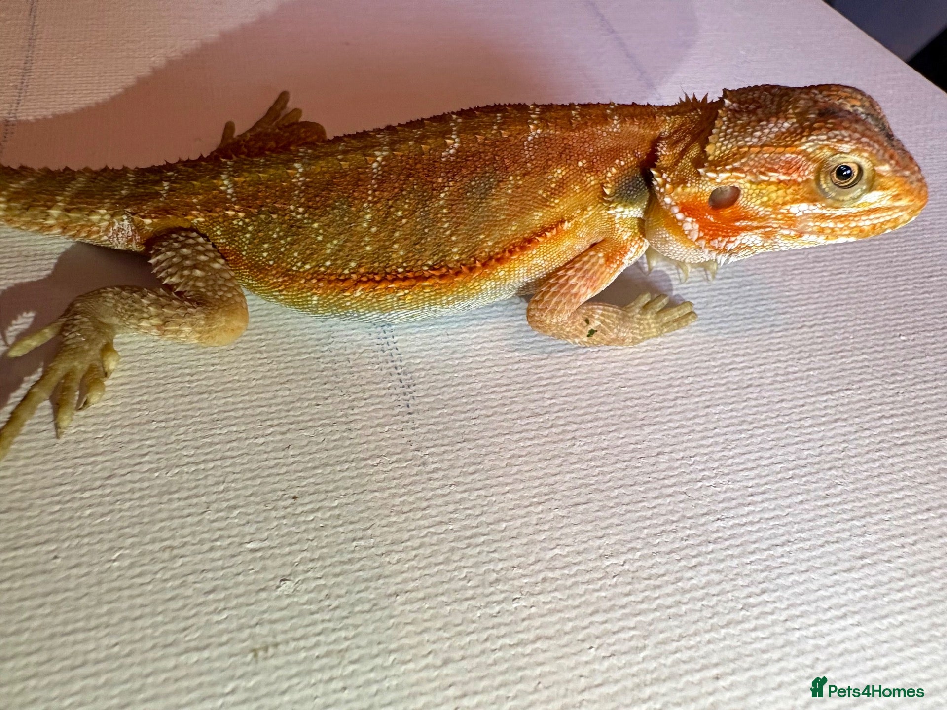 Bearded Dragon reptiles Stunning baby bearded dragons  - Advert 1