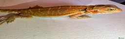 Bearded Dragon reptiles for sale: Stunning baby bearded dragons  - Advert 1