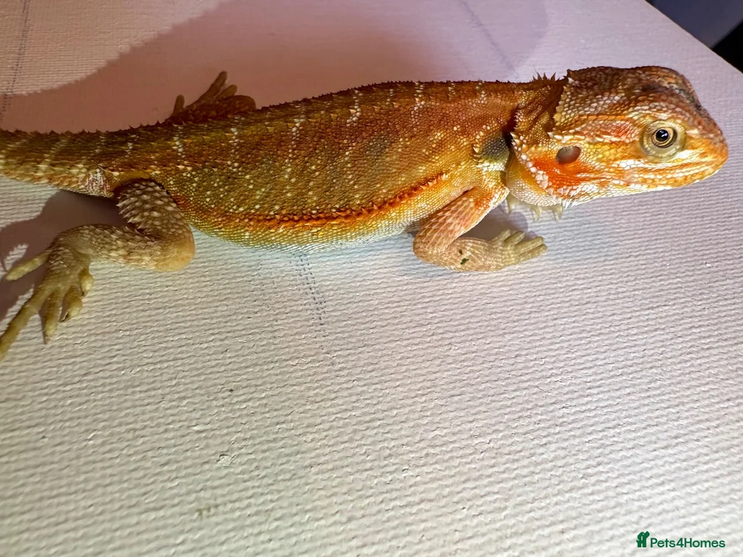 Bearded Dragon reptiles for sale: Stunning baby bearded dragons  - Advert 1