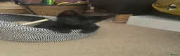 British Shorthair cats for sale: Cute, black kitty  in Washington - Advert 2