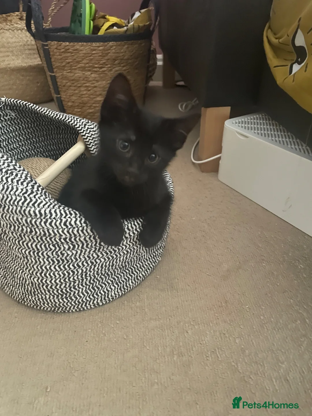 British Shorthair cats for sale: Cute, black kitty  in Washington - Advert 2