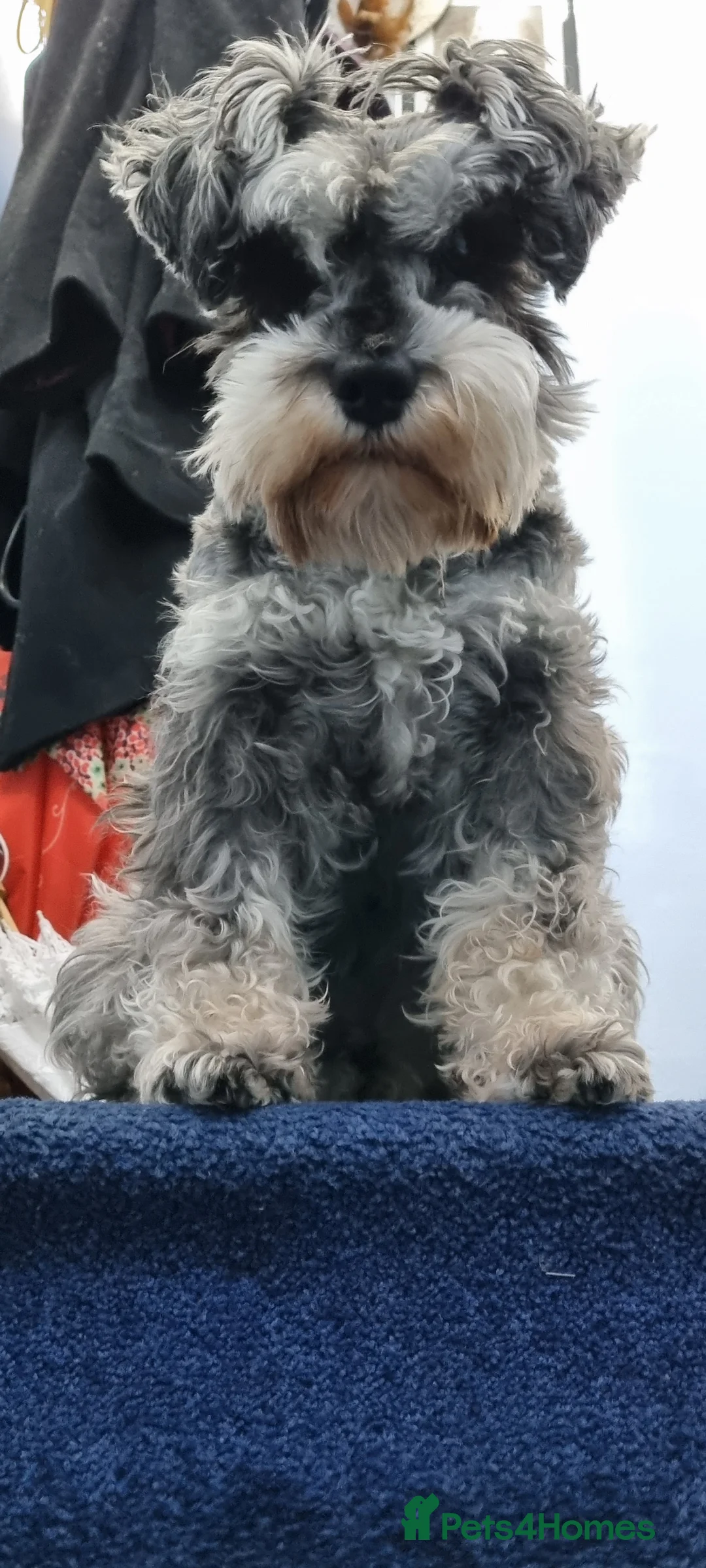 Miniature Schnauzer dogs for stud: stunning Kc registererd proven miniature schnauzer in Wolverhampton - Advert 11