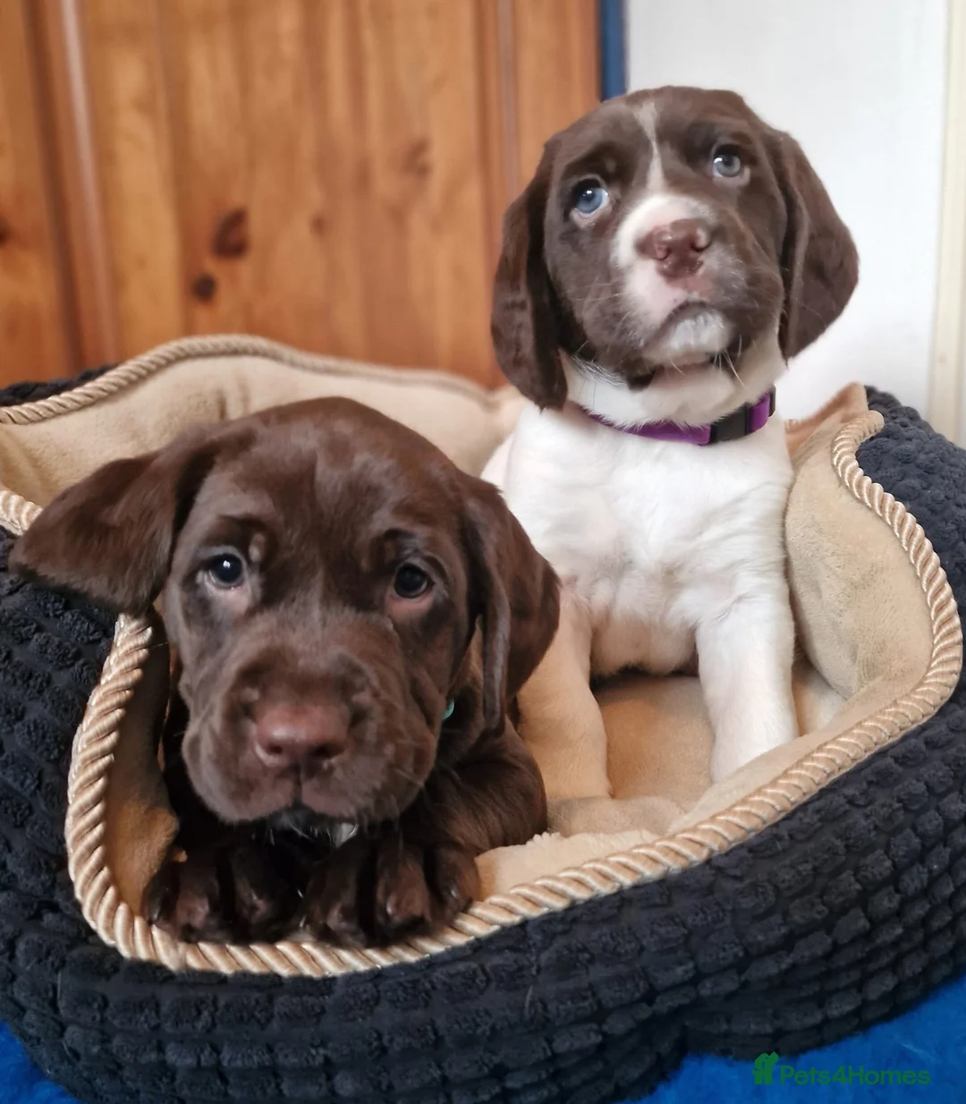 Springador dogs for sale: STUNNING SPRINGADOR PUPPIES in Rhayader - Advert 2