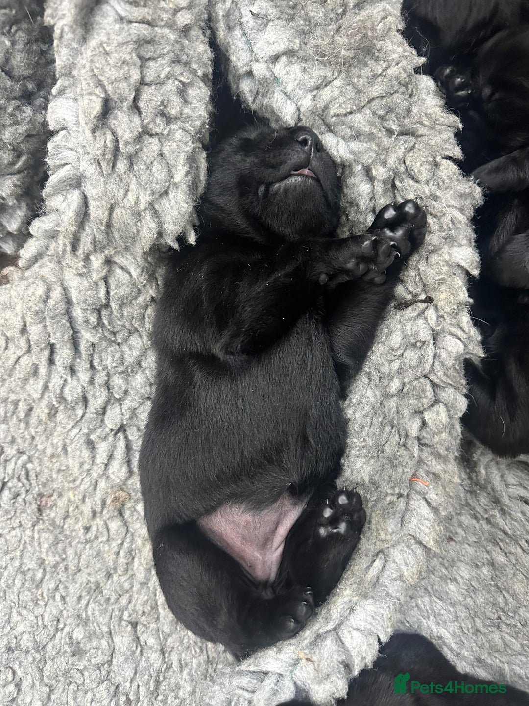 Labrador Retriever dogs for sale: KC Registered Health Tested Labrador puppies - Advert 9