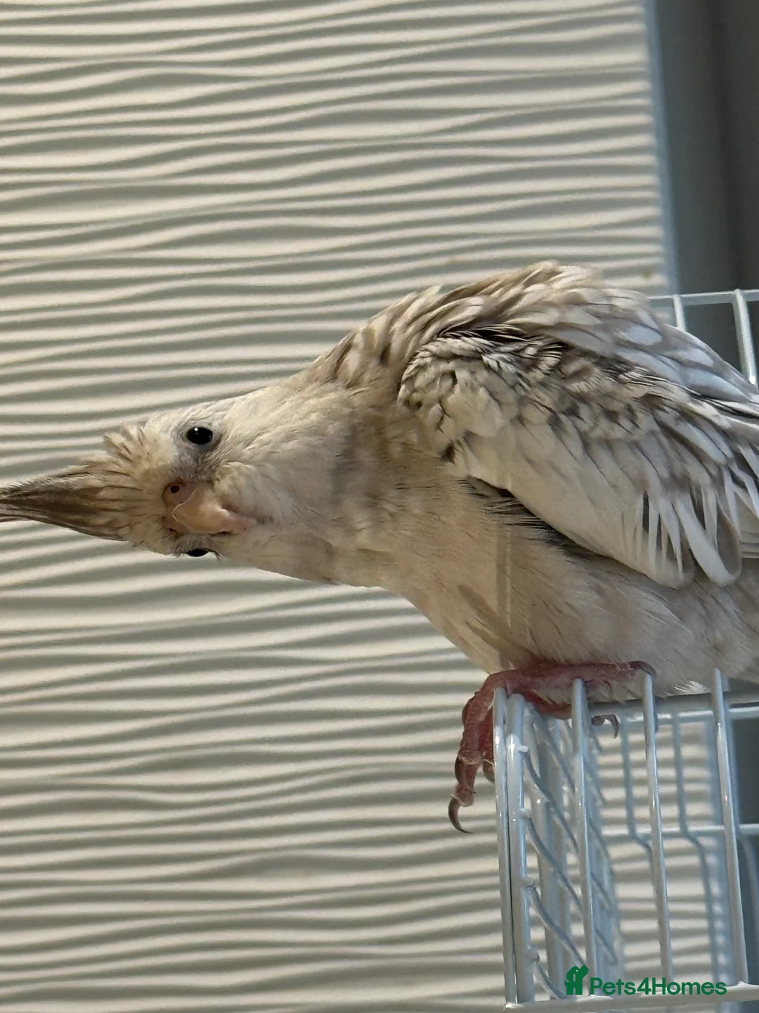 Cockatiels birds for sale: Lily- family Hand tamed cockteil- 7 months - Advert 1