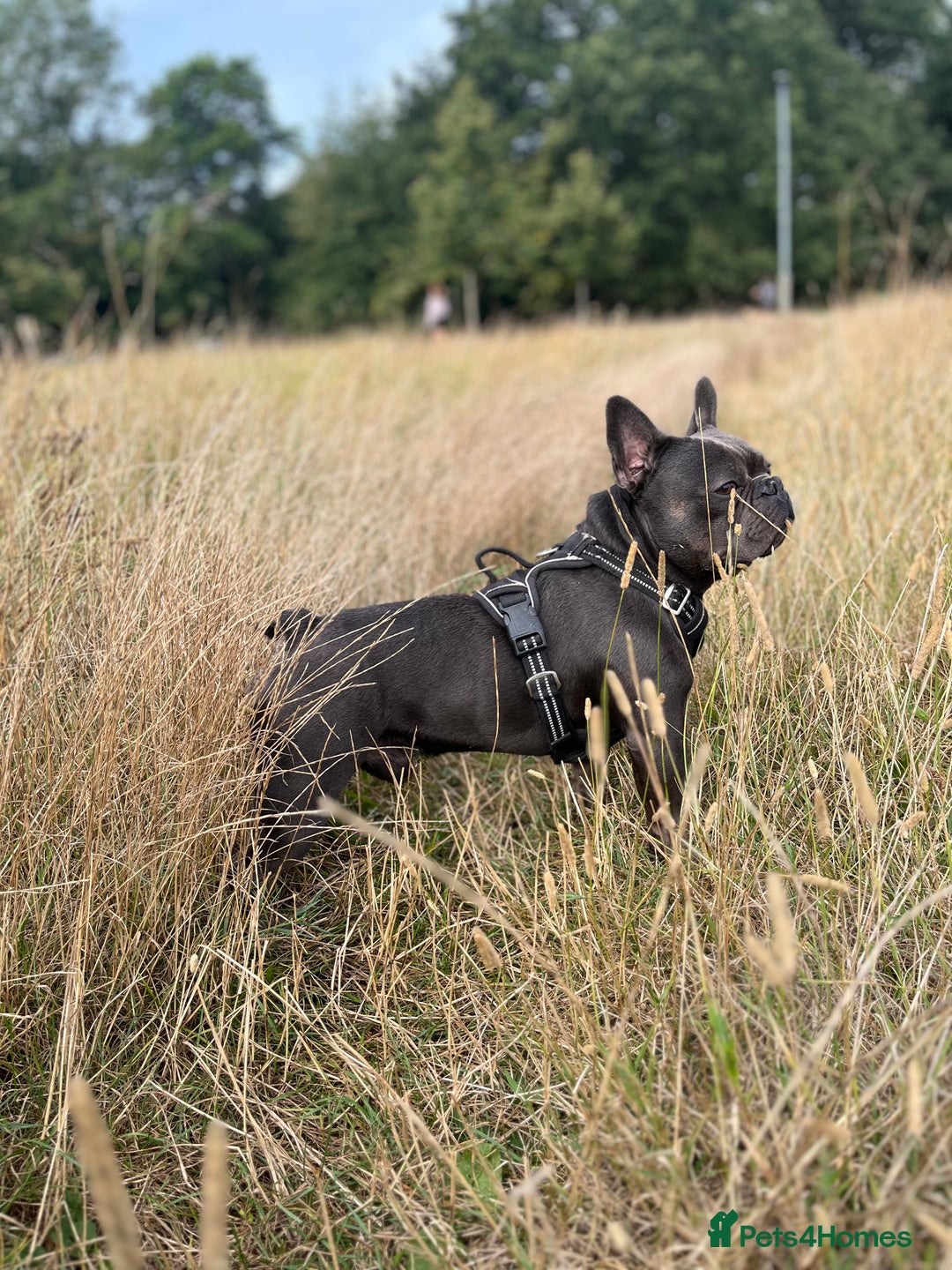 French Bulldog dogs for stud: Stunning French bulldog - Advert 5